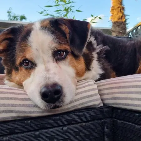 Haus Steffi * Mullheim (Baden-Wurttemberg)