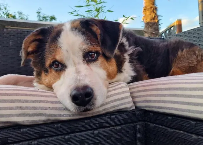 Haus Steffi * Mullheim (Baden-Wurttemberg)